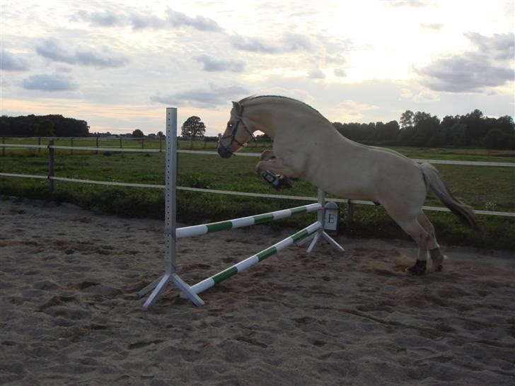 Fjordhest Bailey billede 11