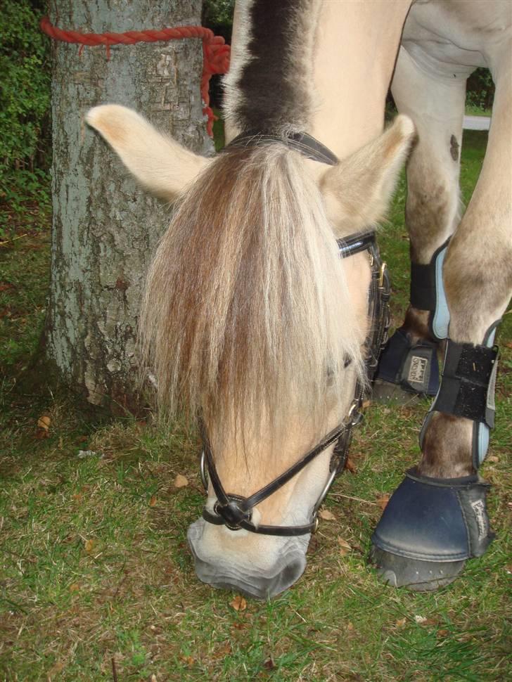 Fjordhest Bailey billede 12