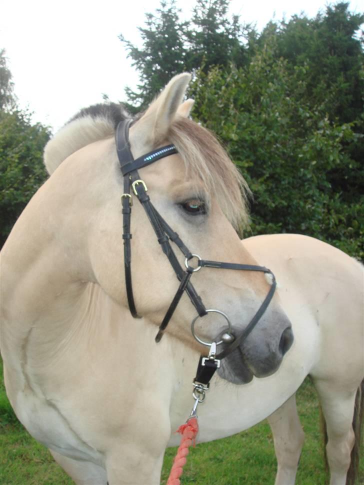Fjordhest Bailey billede 13