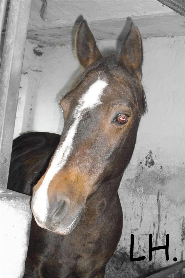 Anden særlig race Jonatan<3 (rideskole.pony) *himmelpony - se mig! jeg er da herre lækker :P billede 14