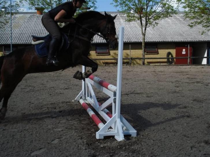 Anden særlig race Lady billede 19