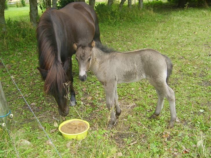 Islænder Djarfur fra Essendrup - Djarfur og sliksten d. 17. august 09 billede 9