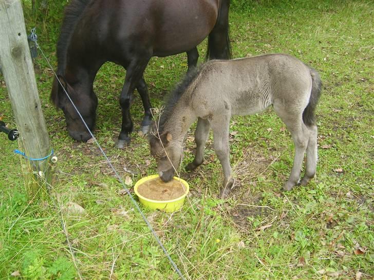 Islænder Djarfur fra Essendrup - Djarfur og sliksten d. 17. august 09 billede 10
