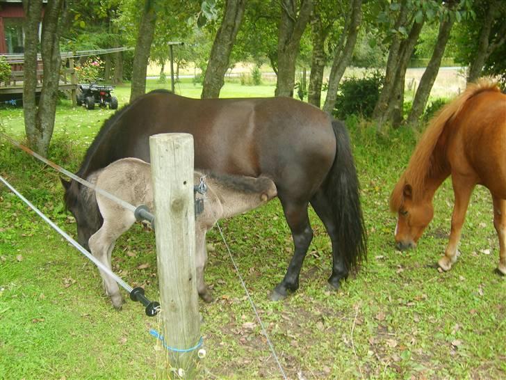 Islænder Djarfur fra Essendrup - så blev han sulgten. Sliksten smager iikke som mors mælk billede 11