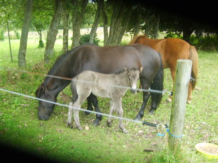 Islænder Djarfur fra Essendrup - d. 17. august 09 billede 12