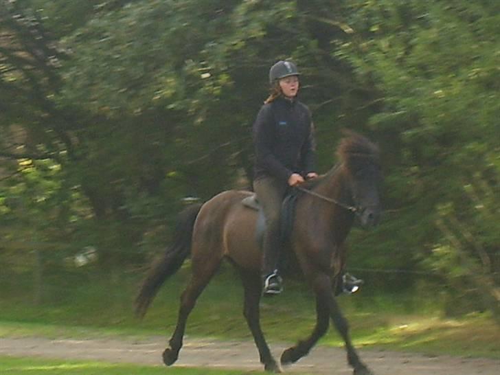 Islænder Atli fra Litla-husid solgt - Trav kræver tilvending, når man ikke er vant til det. d. 17. august 09 billede 9
