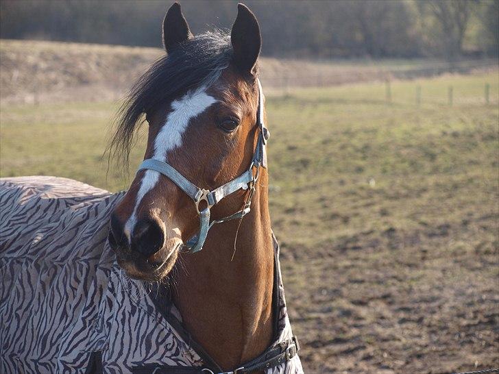 Anden særlig race Alex *gnu* billede 17