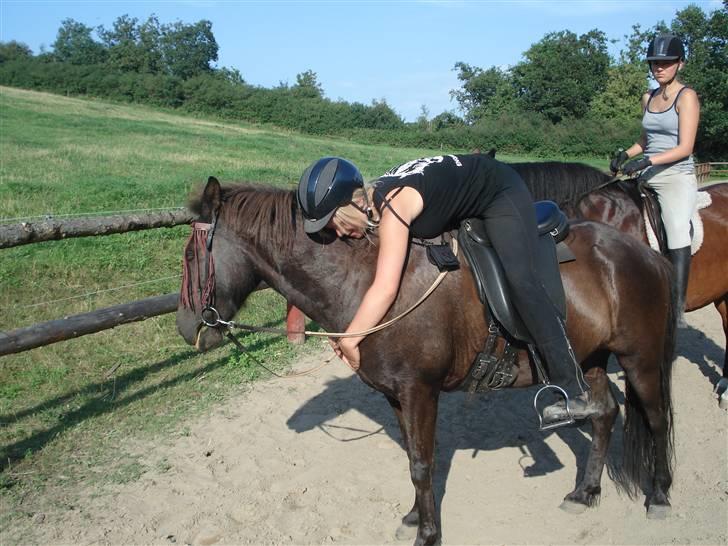 Islænder Una fra Grønlien - SOLGT - Jeg ææælsker dig pony <3 billede 20