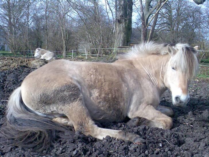 Fjordhest Bjarne - aflivet :o( - Bjarne har hørt at mudderbad er godt for huden... billede 1