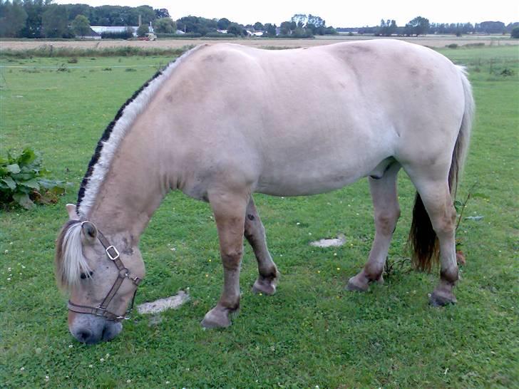 Fjordhest Bjarne - aflivet :o( billede 2