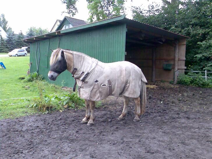 Fjordhest Bjarne - aflivet :o( - Sommer 07´ måtte jeg pakke ham ind i insektdækken mm, og han stod i stald midt på dagen pga. insekter. Han var fuld af buler og store sår. Æv! billede 3