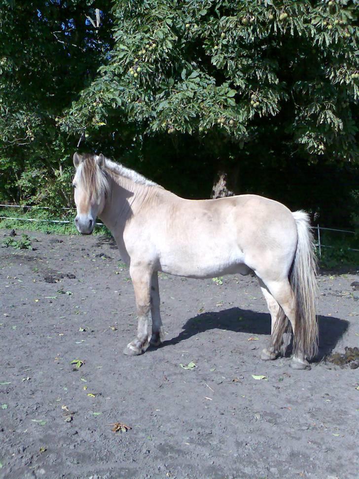 Fjordhest Bjarne - aflivet :o( billede 4