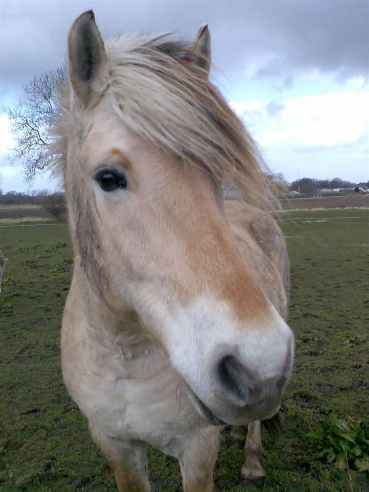 Fjordhest Bjarne - aflivet :o( billede 5