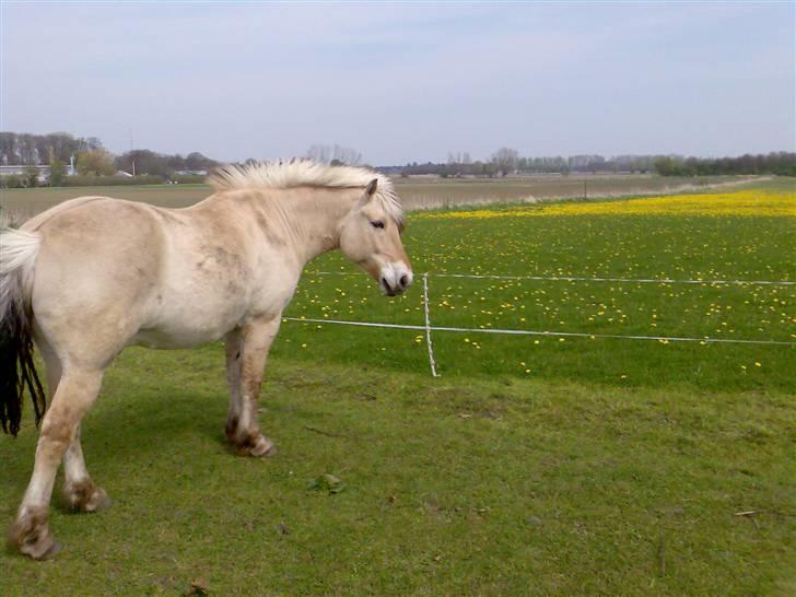 Fjordhest Bjarne - aflivet :o( - Hallo.... Flyt nu det hegn!! billede 6