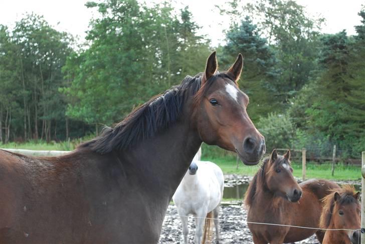 Anden særlig race Rosenkildes Aisha SOLGT - 4 år billede 1