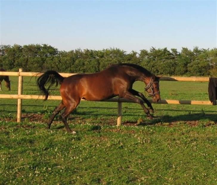 Anden særlig race Rosenkildes Aisha SOLGT - 3 år billede 2