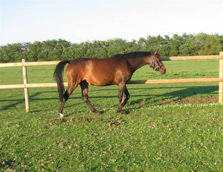 Anden særlig race Rosenkildes Aisha SOLGT - 3 år billede 3