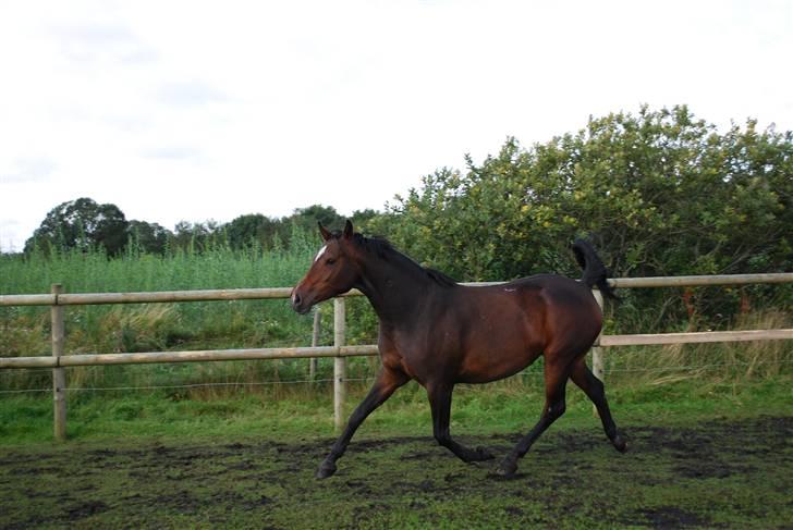 Anden særlig race Rosenkildes Aisha SOLGT - 4 år billede 5