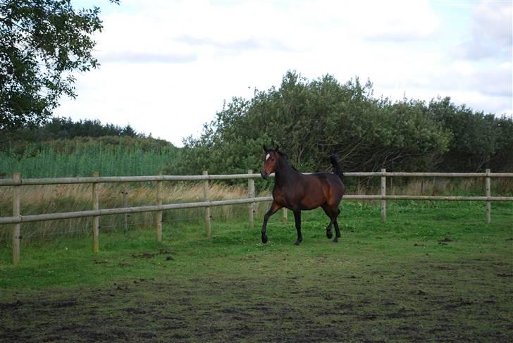 Anden særlig race Rosenkildes Aisha SOLGT - 4 år billede 6