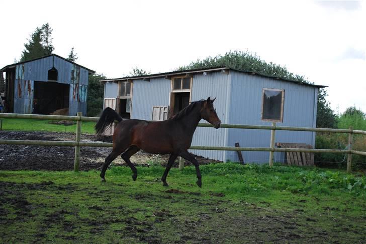 Anden særlig race Rosenkildes Aisha SOLGT - 4 år billede 7
