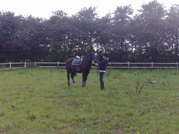 Dansk Varmblod Jacqueline Egeris**solgt* - Jacqueline og Maja billede 12