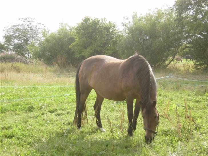 New Forest chanell - chanell tøsen selv der er meget sulten:D billede 1