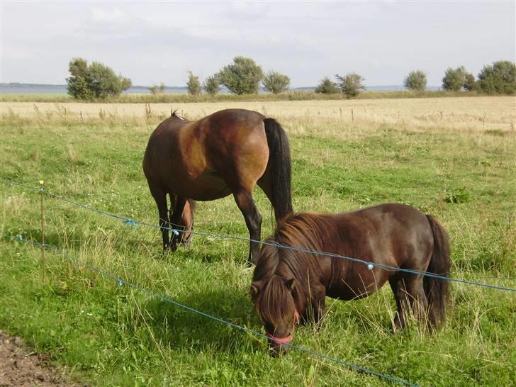 New Forest chanell - chanell og mille billede 2