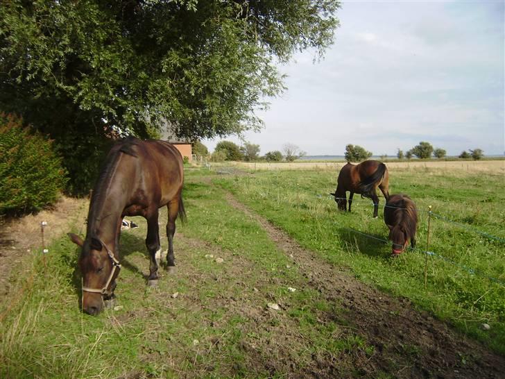 New Forest chanell - mine tre heste. chanell, mille og odessa  billede 3