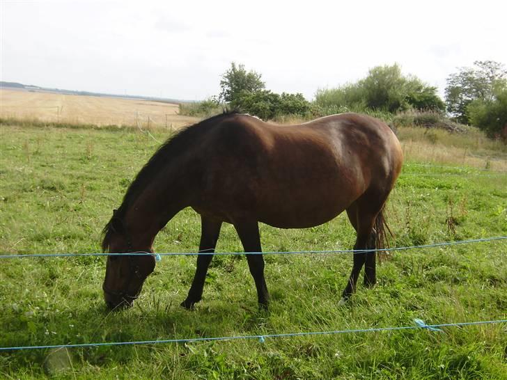 New Forest chanell billede 4