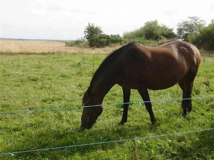 New Forest chanell billede 5