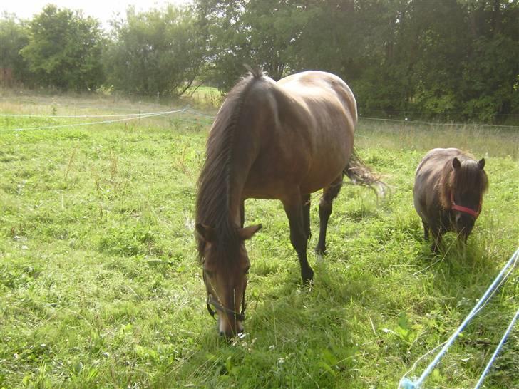 New Forest chanell billede 6