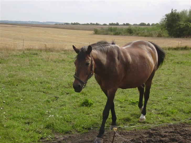 New Forest chanell billede 7