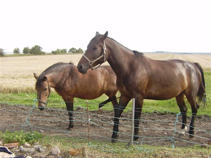 New Forest chanell billede 8