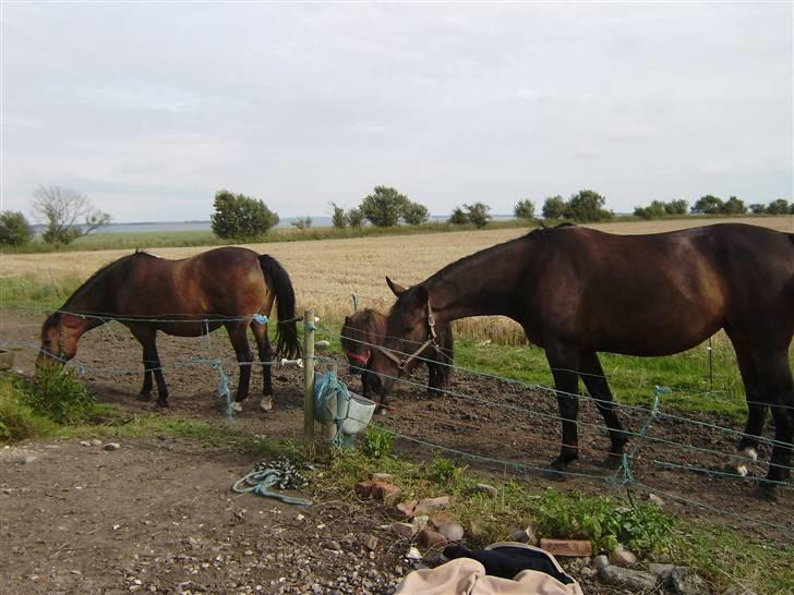 New Forest chanell billede 9