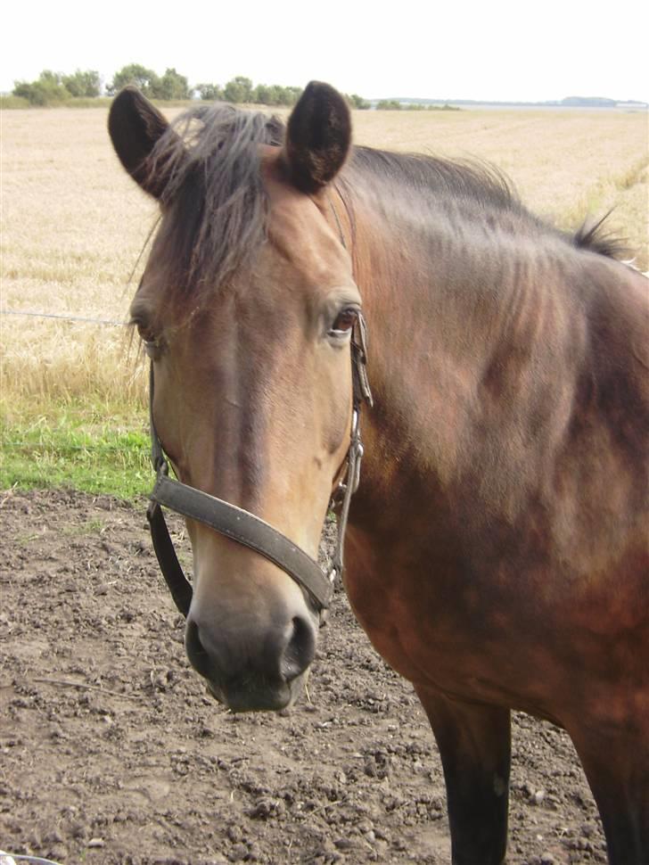 New Forest chanell billede 10