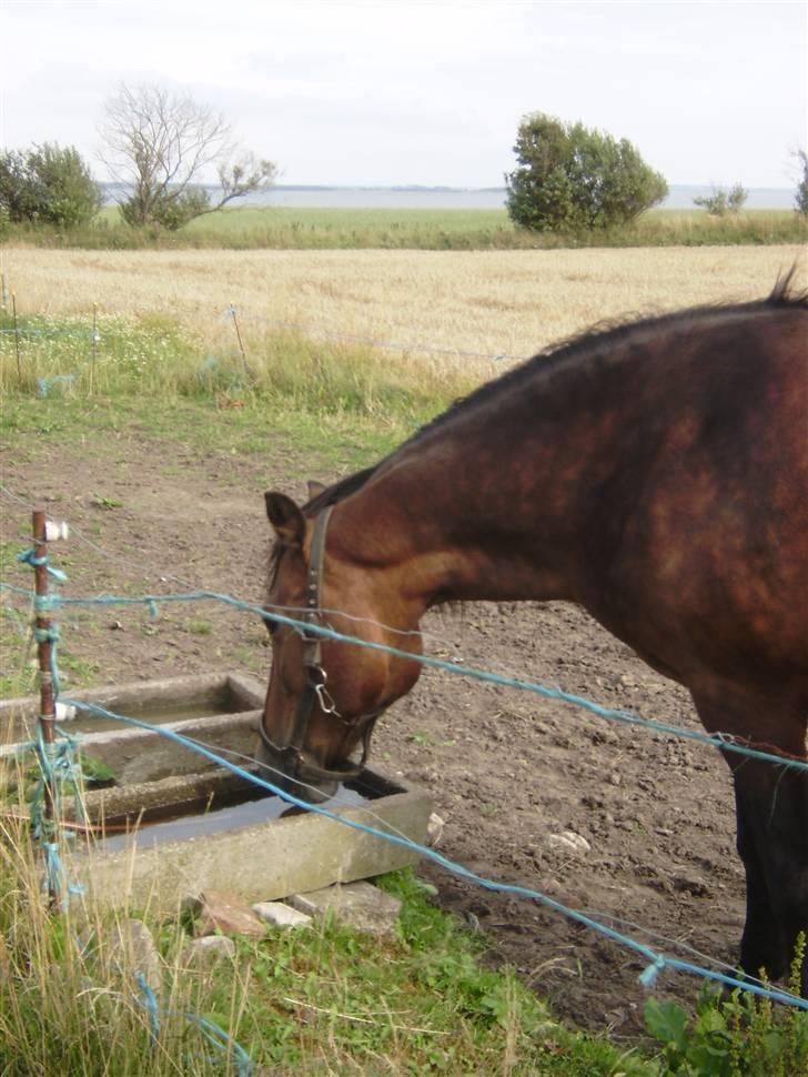 New Forest chanell billede 11