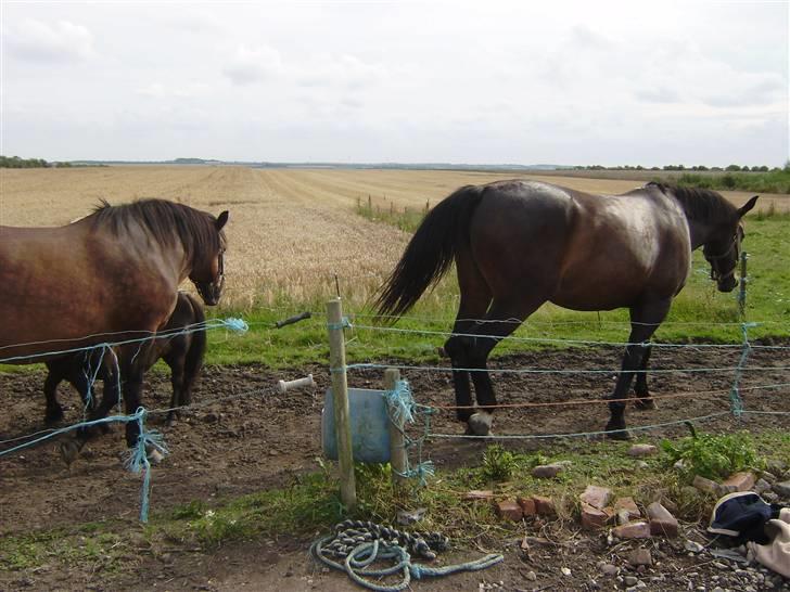 New Forest chanell billede 12