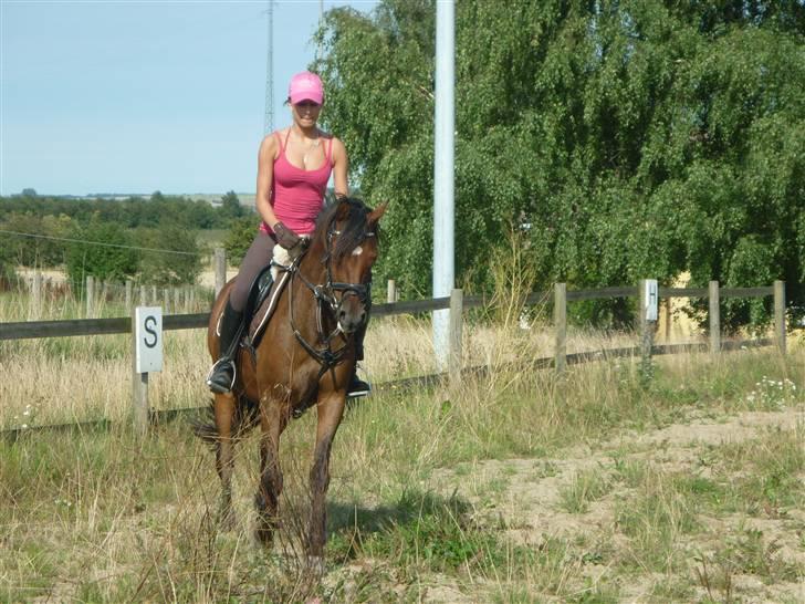 Welsh Pony (sec B) Hynder Hoeves Amon død :'( billede 13