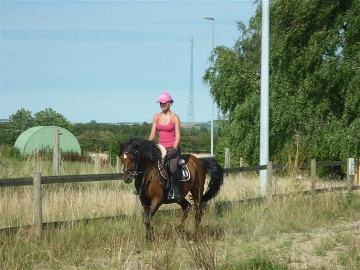 Welsh Pony (sec B) Hynder Hoeves Amon død :'( billede 14
