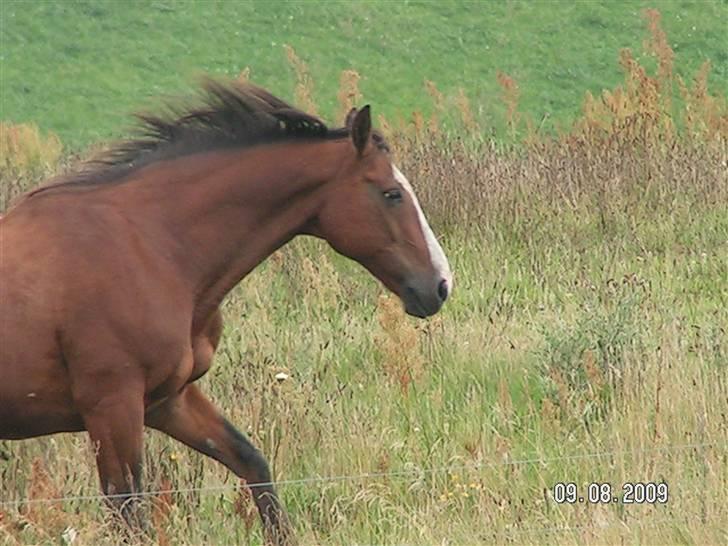 Anden særlig race Buster  R.I.P 4-9-2013<3 - I fuld galop, 24 år gammel. billede 9