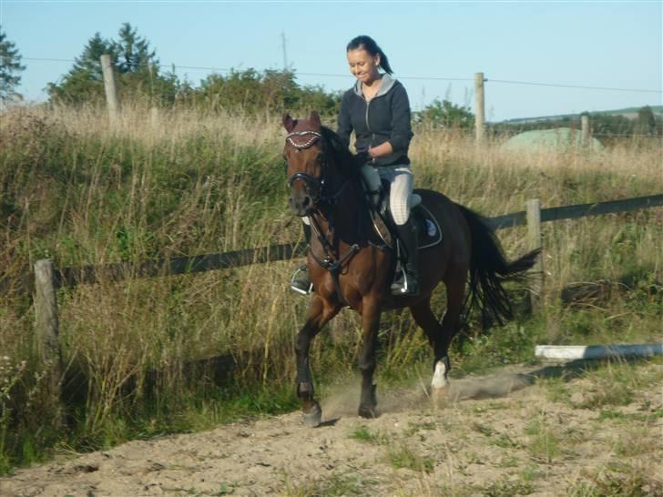 Welsh Pony (sec B) Hynder Hoeves Amon død :'( billede 15