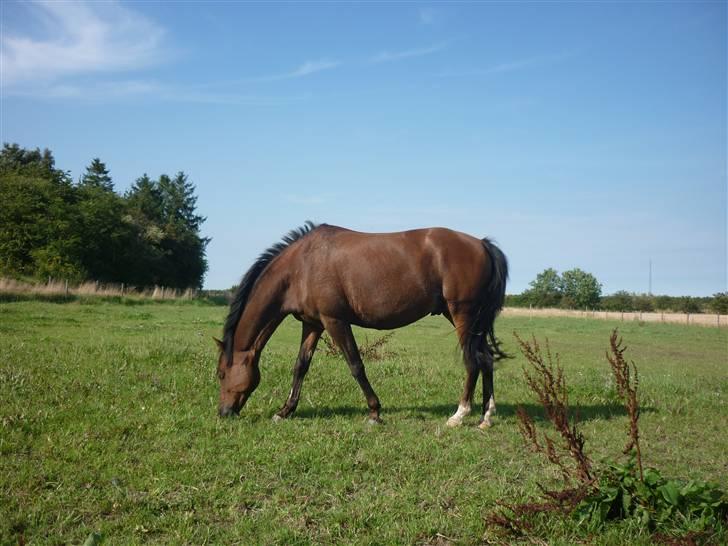 Welsh Pony (sec B) Hynder Hoeves Amon død :'( billede 16