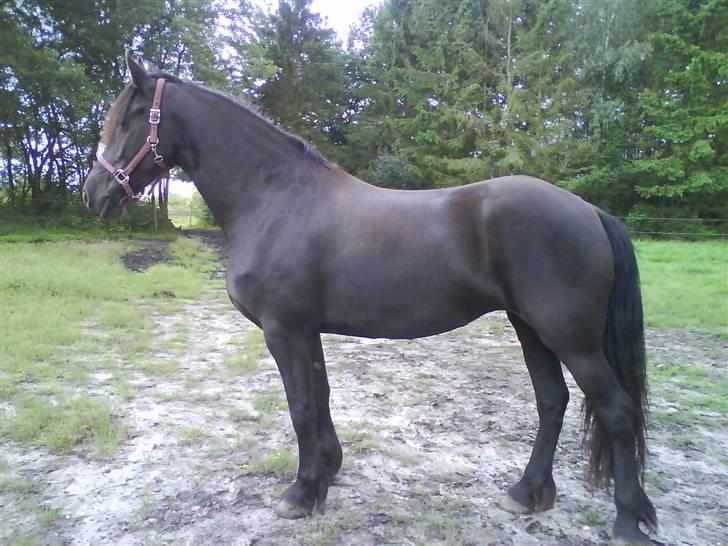 Frieser Njiskja Stb, kaldt Frauke billede 12