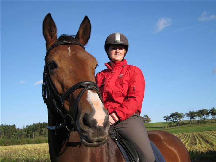 Dansk Varmblod Cias Moonlight billede 9