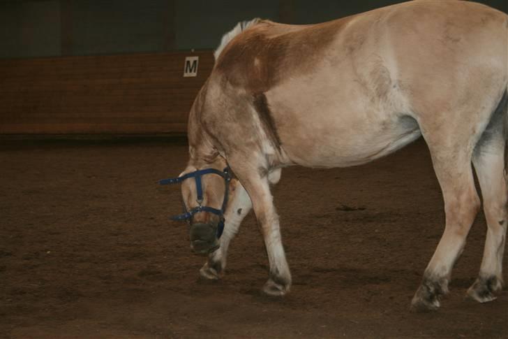 Fjordhest Elaiza Ore <3 |Gl part| - Elaiza fri i hallen ;D Fotograf: Nana  billede 13