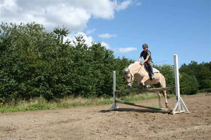 Fjordhest Elaiza Ore <3 |Gl part| - 100 cm Fotograf: Nana billede 15