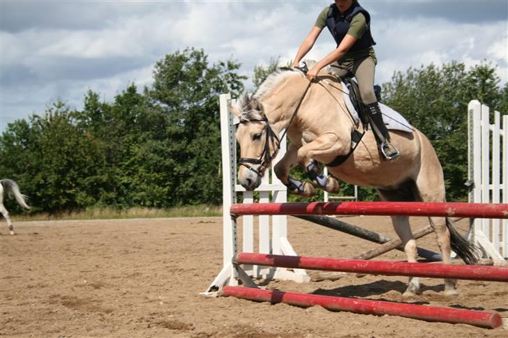 Fjordhest Elaiza Ore <3 |Gl part| - Ca. 85 cm. fotograf : Nana billede 16