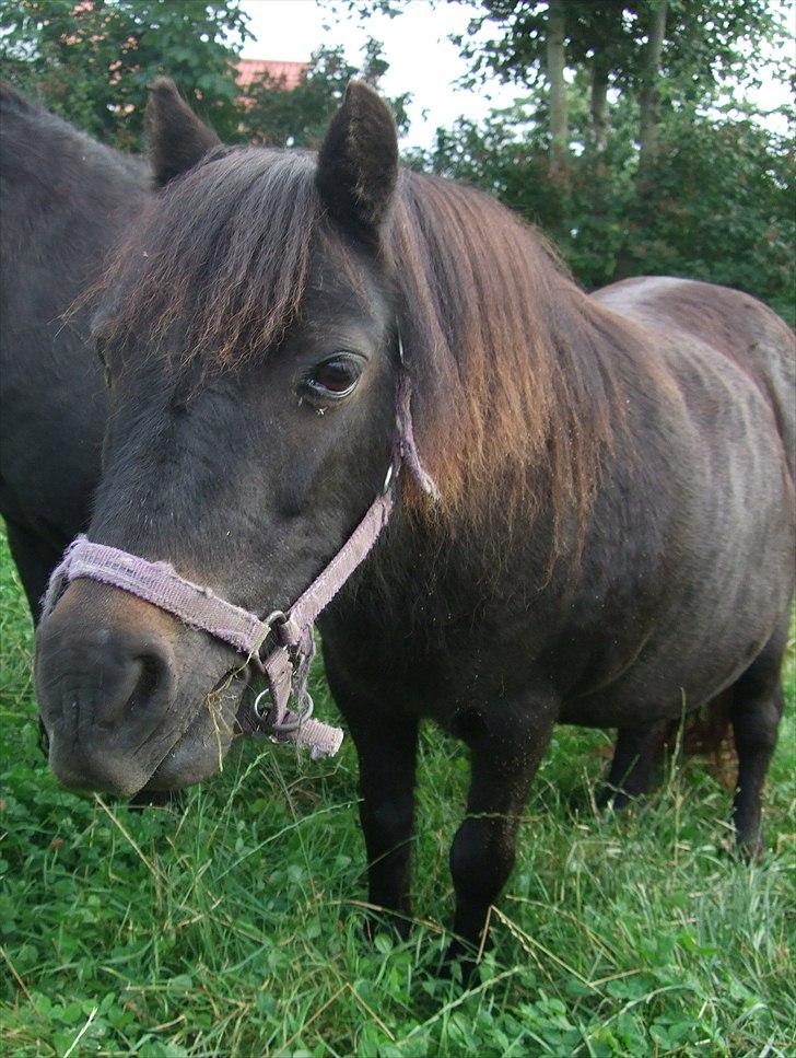 Shetlænder Tulle - Tulle lige kommet hjem :) billede 3