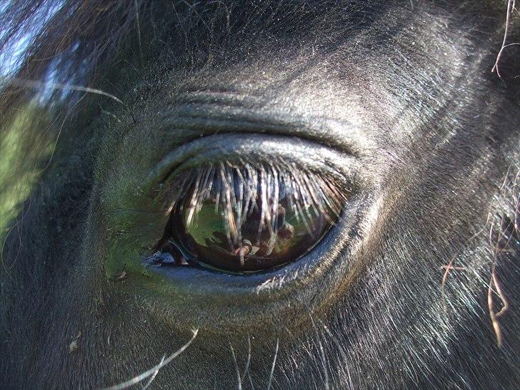 Shetlænder Tulle - Smukke øje :) billede 4