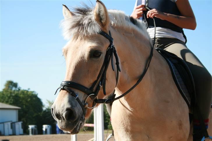 Fjordhest Elaiza Ore <3 |Gl part| - Dejlige Elaiza ;D Fotograf: Nana billede 18